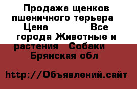 Продажа щенков пшеничного терьера › Цена ­ 30 000 - Все города Животные и растения » Собаки   . Брянская обл.